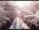 【歌ってみた】　桜のような恋でした　【おきつぐ】