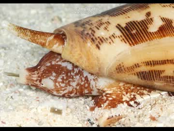 【ゆっくり実況？】　人間を襲うかもしれない生物