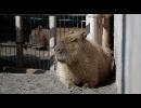 カピバラ 上野動物園にて