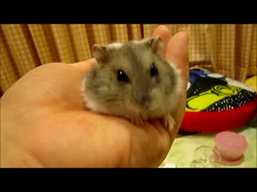 おとうふたべる…