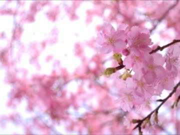 【SDVX落選供養】Spring Cometrue【SDVXⅡ】