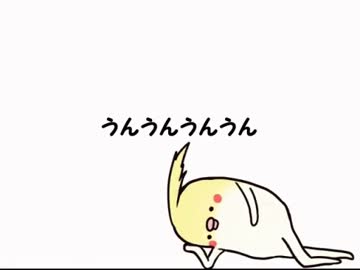 オカメインコ詰め合わせ