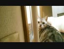 お風呂場前で開店待ちする猫