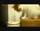 食いしん坊猫ぽん太君　どうやって開けようかな　裏技封印