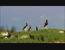 Wildlife.wmv