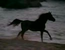The Black Stallion   Original Trailer