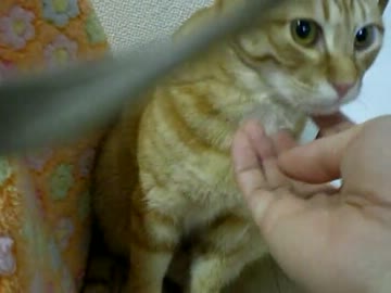 拾いねこ＠生後276/243　最近つきにょんも静電気びりびり