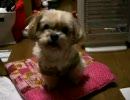 ハウスの動く犬