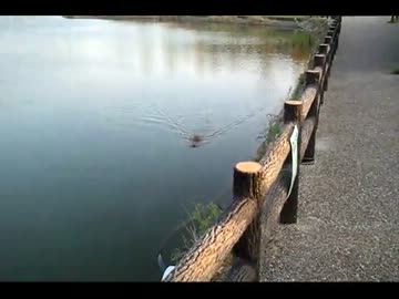 釣りをしていたら