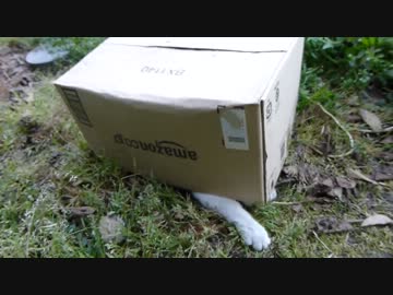 アマゾン猫