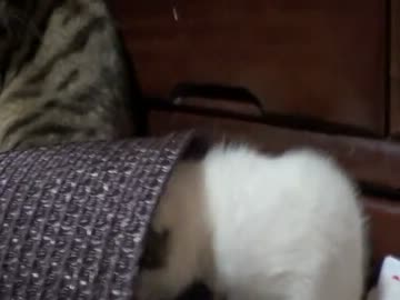 ミルクの成長記録【５】