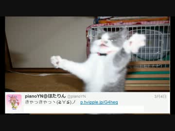 【にゃーん】我が家にぬこがやってきた！【くぅちゃん】