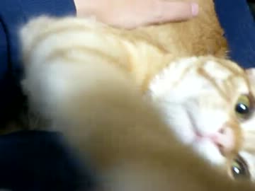 拾いねこ＠生後277/244part2　ほんの8ヶ月くらい前は毎日こうだったなぁ