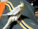 my sweet cockatiel　オカメインコ　ぴぃ
