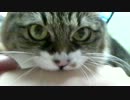 飼い主虐待