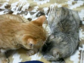 拾いねこ＠生後278/245part1　アコツキに始まりアコツキに終わる