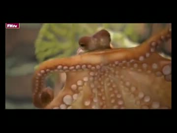 2010W杯のショッキング映像トップ50パート⑧（字幕付き）