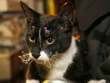 火災現場から救出されたネコがすごいことに