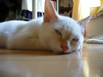 家に子猫がやって来た97～チロル編～