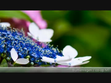 【SDVX落選供養】Blumenregen【オリジナル曲】