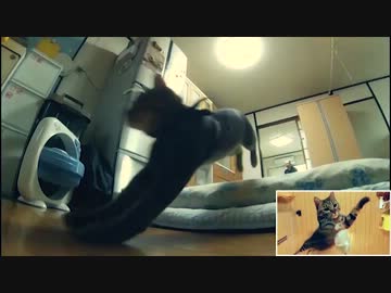 けしからん猫の走り幅跳びにも敵わない。（垂直跳びワイプ入り）