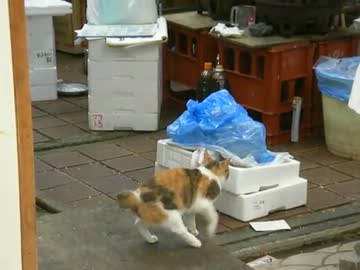 ごめんくださ～い。