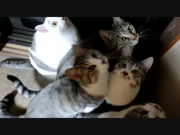 こんばんは。夜のけだもののみなさん。