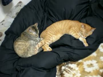 拾いねこ＠生後279/246　仲良くおねむたいむ