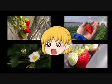 【Voltyで】いちご狩りツーに参加してみた【ﾄｺﾄｺﾂｰ】