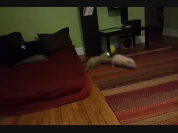 ミニ豚とネコの初顔合わせ