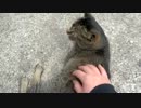 トラさん一家観察日記　311日目