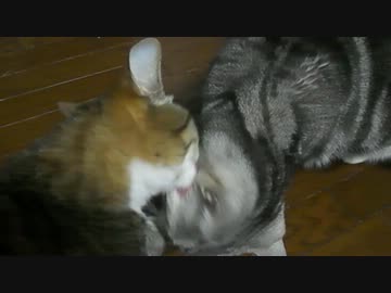 ぬこをひろってきました52・修正