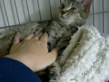 拾いねこ＠生後280/247日目　少しずつお姫様らしくなってきてますね！