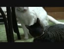 戦う女子～動画版～