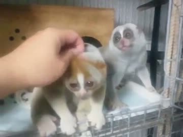 スローロリスくんの28日観察レポート