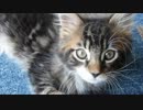 【リア獣】 メインクーンのバレンタイン　【猫万歳】