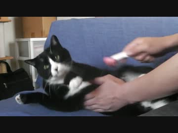 換毛期となり大好きなブラッシングをしてもらいたい猫【後編】