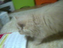 PICT0001.AVI