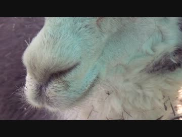 モフモフ…きゅんきゅんきゅい！