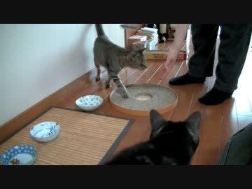 くるねこ大和　20130415