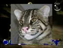 【ピクミン実況】オリマーが貴族主義社会を築く動画（仮）【part.6】