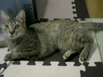 拾いねこ＠生後282/249　昨日はうｐれなくて残念(´･ω･｀)