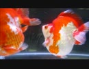 観賞魚フェアの金魚たち2013