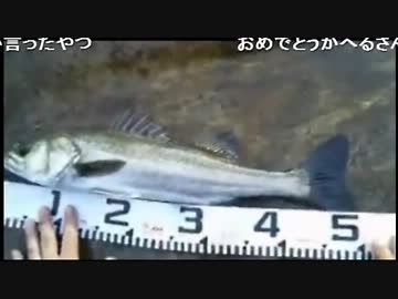 かへるさん、ラスト10分でシーバスゲット