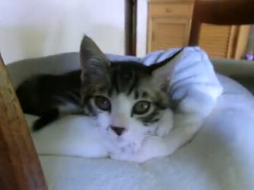 寝起きの子猫がにゃーと鳴く