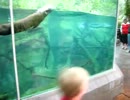 カワウソと競争するよε≡≡ﾍ( ´Д`)ﾉ