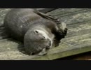 うへへー見て見てジャグリングだよ