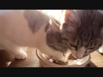 ニャーータイプは万能ではない！