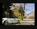 オープンカーで走ってみた～桜車載～