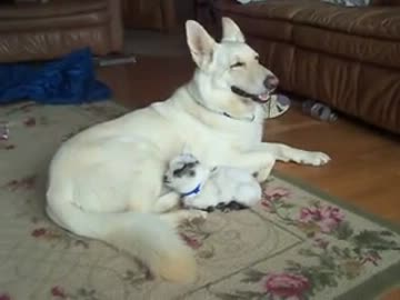 ホワイトシェパードがヤギの赤ちゃんにお乳をあげる